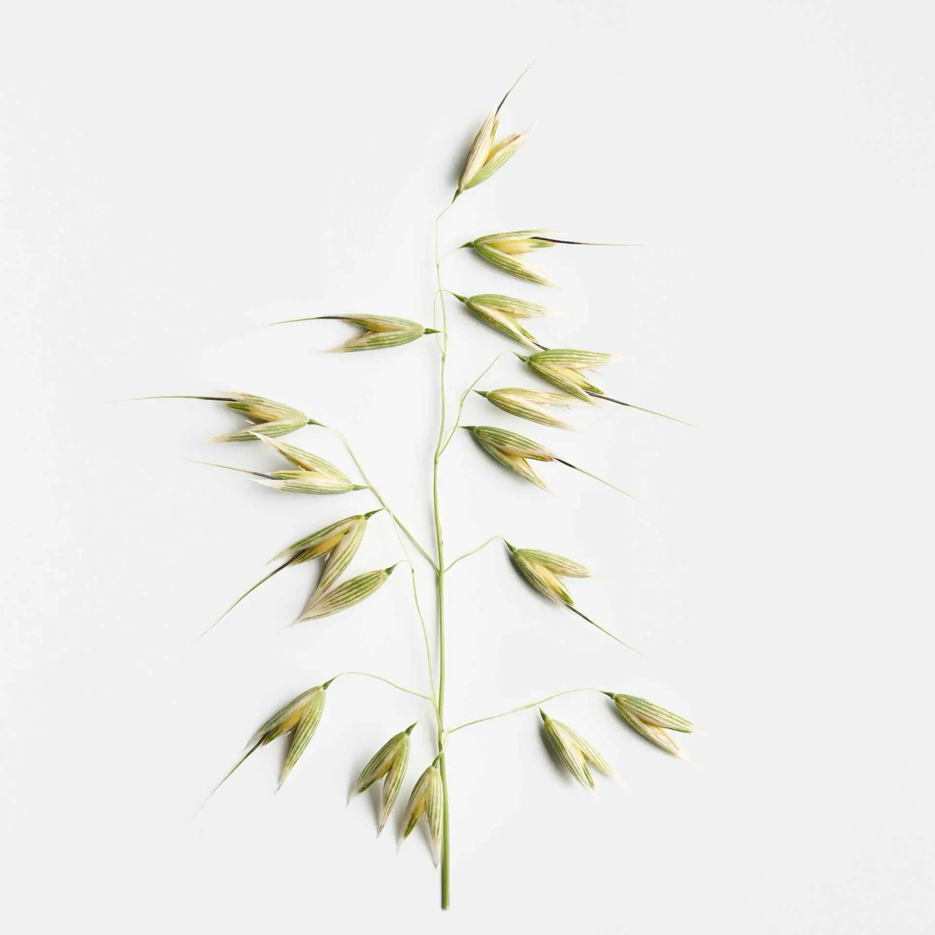 03 La Biosthetique Friseur Methode Sensitive Haar